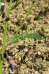 American burnweed